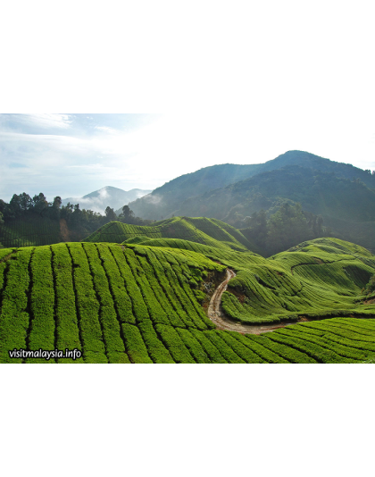 CAMERON HIGHLAND AND IPOH 3D2N