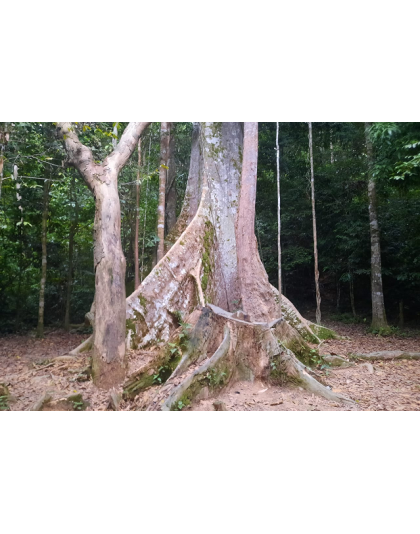 KUALA TAHAN NATIONAL PARK 3D2N